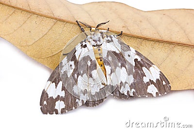 Tussock Moth Butterfly With Dried Mango Leaf. Stock Photo