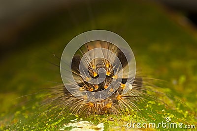 Tussock Moth Caterpillar: Front view Stock Photo