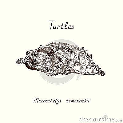 Tutles collection, alligator snapping turtle Macrochelys temminckii, hand drawn doodle, drawing sketch Vector Illustration