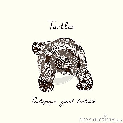 Tutles collection, Chelonoidis-nigra GalÃ¡pagos tortoise complex, GalÃ¡pagos giant tortoise front view hand drawn doodle Vector Illustration