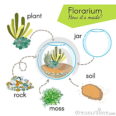 Tutorial how to make florarium. Succulents inside glass terrarium, elements for florarium: jar, plant, rocks, moss, soil. Vector Illustration