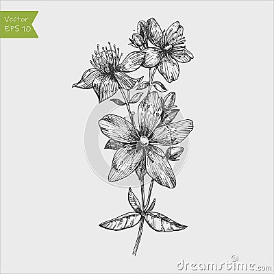 Tutsan plant background. Vector St. John`s wort leaves and flowers illustration Vector Illustration