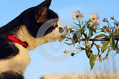 Cropped Shot Of A Cat Sniffing White Flowers Over Blue Sky Background. Stock Photo