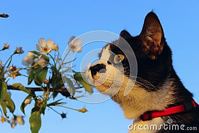 Cropped Shot Of A Cat Sniffing White Flowers Over Blue Sky Background. Stock Photo