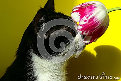 Tuxedo Cat Sniffing Flower. Stock Photo