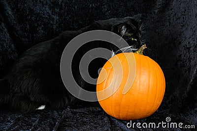 Tuxedo colored black and white cat sniffing a fresh pumpkin, on a black background Stock Photo