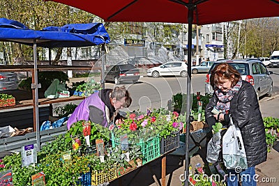 Tver, Russia - may 07.2017. Street trade in flower sprouts Editorial Stock Photo