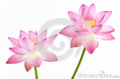 Twain pink water lily flower (lotus) and white bac Stock Photo