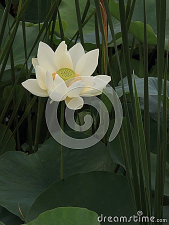 Twain pink water lily flower (lotus) Stock Photo