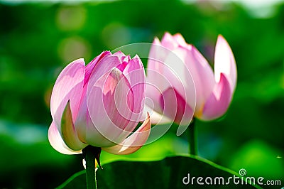 Twain pretty lotus flowers Stock Photo