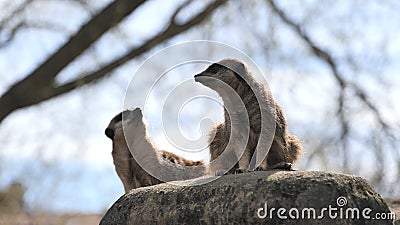 Twee curieuze gevangenissen Suricata suricatta in een dierentuin met een vervaagde achtergrond stock videobeelden Twee curieuze gevangenissen Suricata suricatta in een dierentuin met een vervaagde achtergrond stock videobeelden