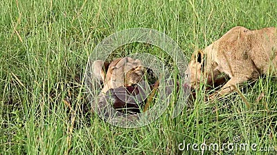 Twee jonge leeuwen genieten van een nieuwe jacht. nationaal park kidepo valley. uganda. Twee jonge leeuwen genieten van een nieuwe jacht. nationaal park kidepo valley. uganda.