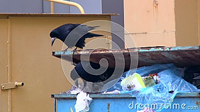 Twee kraaien die op een huisvuilcontainer zitten en de overblijfselen van voedsel van plastic zakken eten stock video Twee kraaien die op een huisvuilcontainer zitten en de overblijfselen van voedsel van plastic zakken eten stock video