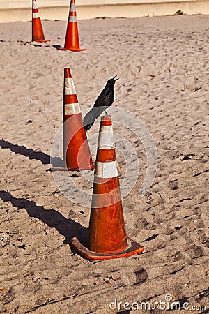Tweeting bird on a pylon at the beach Stock Photo
