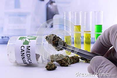 Tweezers hold cannabis bud Stock Photo