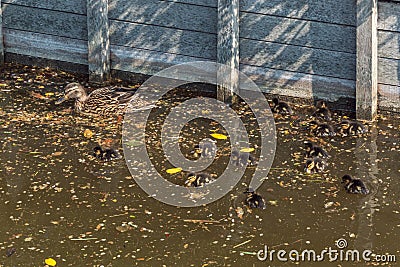 Twelve cute little newborn fluffy ducklings, a sign that spring has begun Stock Photo