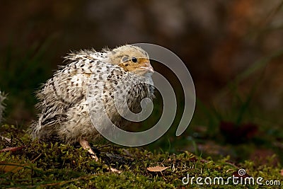 Twelve days old quail, Coturnix japonica..... photographed in nature. Stock Photo