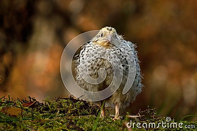 Twelve days old quail, Coturnix japonica..... photographed in nature. Stock Photo