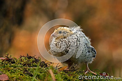 Twelve days old quail, Coturnix japonica..... photographed in nature. Stock Photo