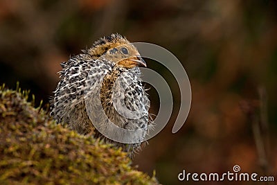 Twelve days old quail, Coturnix japonica..... photographed in nature. Stock Photo