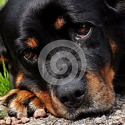 A twelve year old Rottweiler female is resting Stock Photo