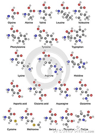 The twenty basic amino acids. Illustration Vector Illustration