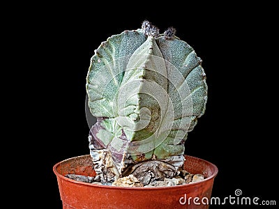 Twenty-Three-Year-Old Plant, Cactus Astrophytum Myriostigma, With Buds On the Crown, Isolated On Black Background, Close-Up Stock Photo