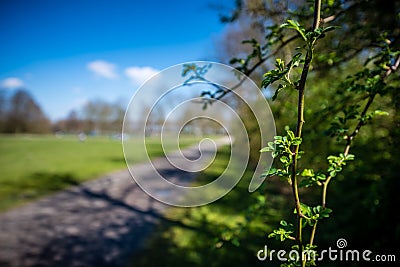 twig against vague background Stock Photo