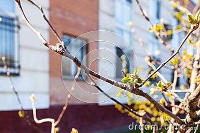 twig of apple tree with buds and house in spring Stock Photo