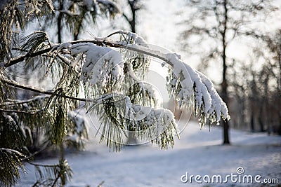 A twig or branch of a conifer covered with hoarfrost or snow Stock Photo