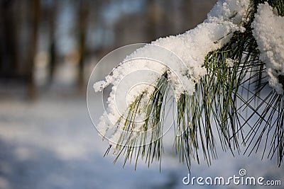 A twig or branch of a conifer covered with hoarfrost or snow Stock Photo
