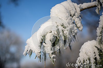 A twig or branch of a conifer covered with hoarfrost or snow Stock Photo