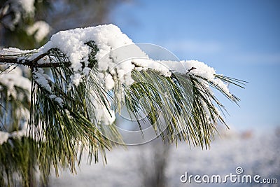 A twig or branch of a conifer covered with hoarfrost or snow Stock Photo