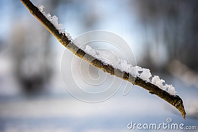 A twig or branch covered with hoarfrost or snow Stock Photo