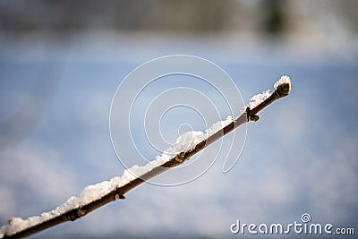 A twig or branch covered with hoarfrost or snow Stock Photo