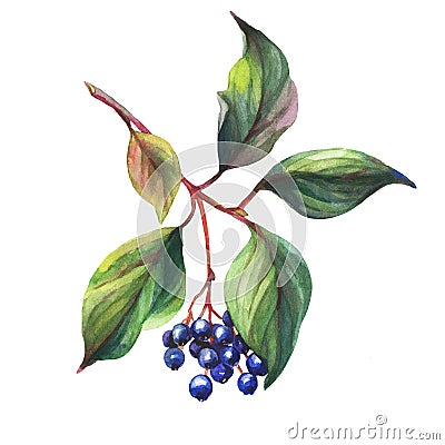 Twig of elderberry sambucus nigra plant with autumn leaves and black berries. Stock Photo