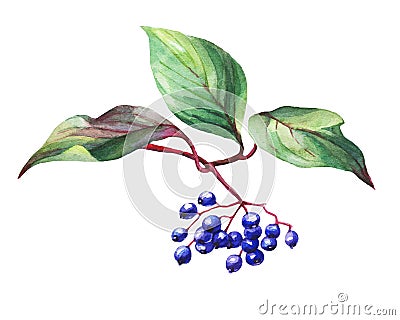 Twig of elderberry sambucus nigra plant with autumn leaves and black berries. Stock Photo