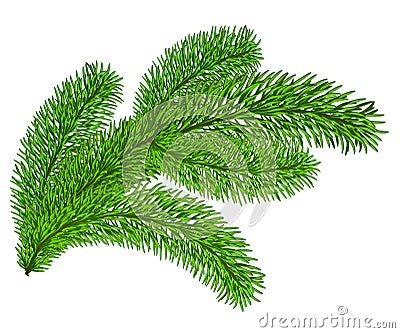 Twig of evergreen Vector Illustration