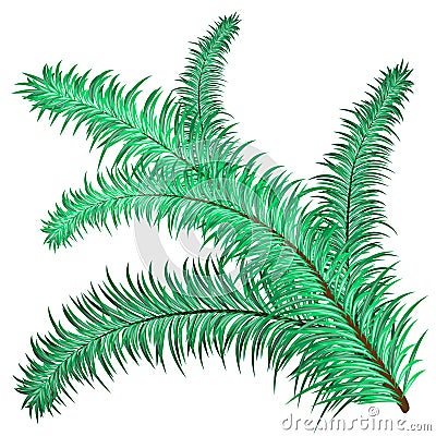 Twig of evergreen Vector Illustration