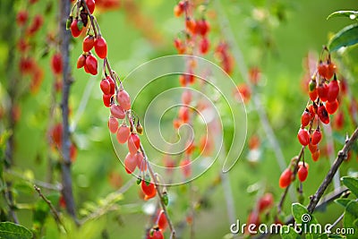 Goji berry - Twig filled with fresh goji berries Stock Photo