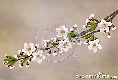Twig of flowering cherry blossoms for decoration Stock Photo