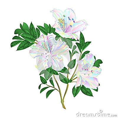 Twig flowers multicolored rhododendrons twig rhododendrons mountain shrub on a white background vintage vector illustration edita Vector Illustration