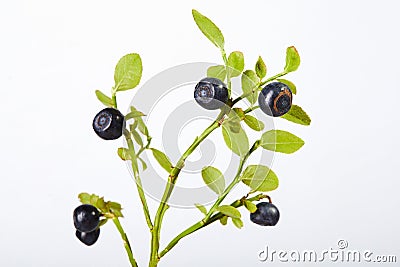 Twig of fresh blueberries on a white background Stock Photo