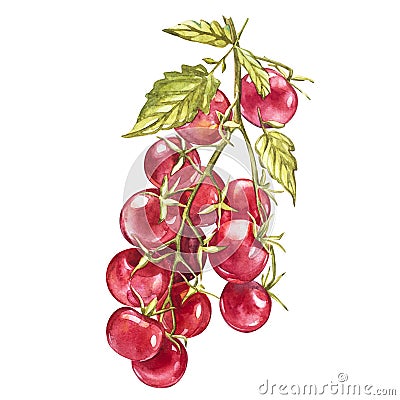 Twig of fresh cherry tomato isolated on white background. Watercolor picture. Stock Photo