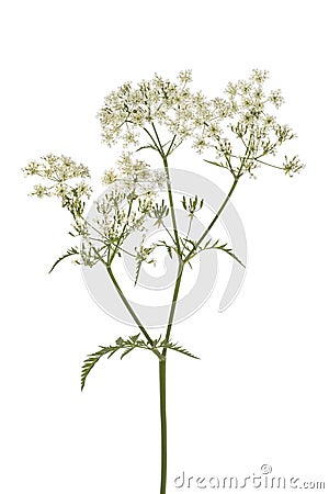 Twig of fresh cow parsley Stock Photo