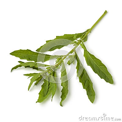 Twig of fresh epazote Stock Photo