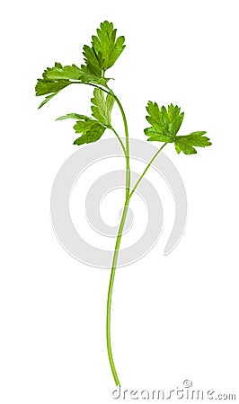 twig of fresh green parsley herb isolated on white Stock Photo