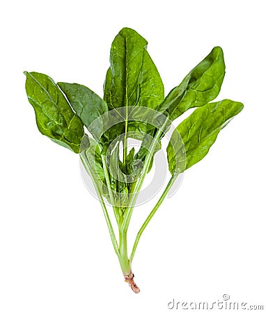 twig of fresh green spinach herb isolated Stock Photo