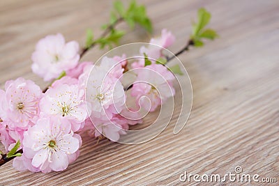 Twig of fresh pink cherry flowers Stock Photo