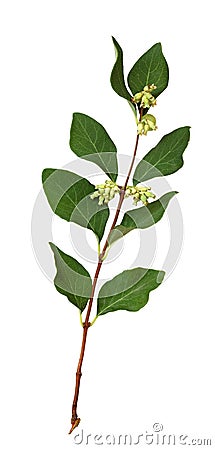 Twig with green leaves and buds of snowberries Stock Photo